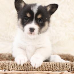 American Corgi Puppies from Diamond Corgis