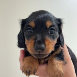 Jade - Black and tan female Dachshund puppy in White Pine, Tennessee from Rocky Top Weenies