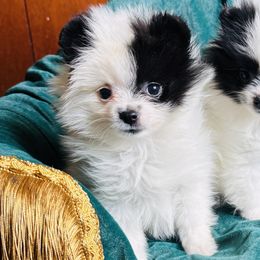 Pomeranian Puppies from Cindy's Pomeranians