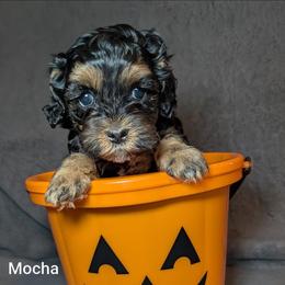 Mocha - Brown and tan female Cockapoo puppy in Sunset, Louisiana from Cano Cockapoos