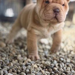 Twilight - Fawn female Chinese Shar-Pei puppy in Salem, Ohio from WrinkleMonsters