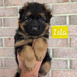 Isla - Black and red female German Shepherd puppy in Winterville, North Carolina from Southern Creek (Vom Südbach) German Shepherds