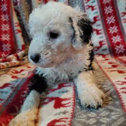 Pomeranian and Sheepadoodle Puppies from Fluffy Wonders Poms and Doodles