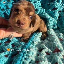 Patrick Star - Dapple male Dachshund puppy in Washington from Beautiful Doxies