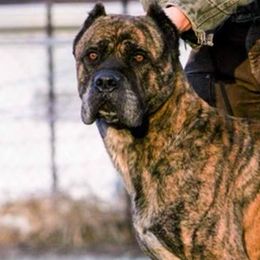 Oak  - Cane Corso