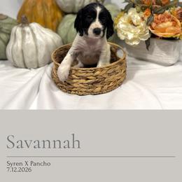 Savannah - Black and white female English Springer Spaniel puppy in Arcadia, Florida from Redemption Fields Springer Spaniels