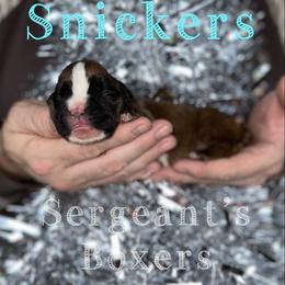Snickers - Fawn male Boxer puppy in Madisonville, Texas from Sergeant's Boxers