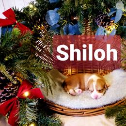 Pembroke Welsh Corgi Puppies from Whimsical Treasure Corgis