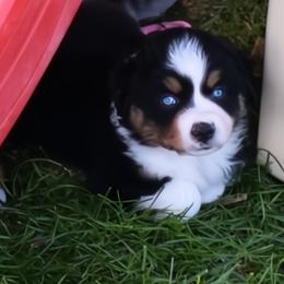 Black Tri, with Blue Eyes - Black tri female Miniature Australian Shepherd puppy in Parma, Idaho from Arena Valley Acres