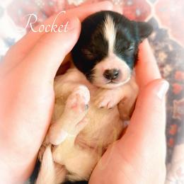 Rocket - White and sable male Papillon puppy in Coatesville, Indiana from Wendy’s Wings