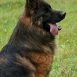 German Shepherds from Whispering Wood's German Shepherds