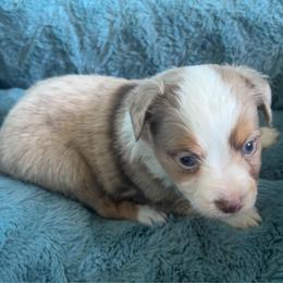 Queso - Red merle male Toy Australian Shepherd puppy in Greensboro, North Carolina from Mike & Josh- Small Mini/Toy Aussies