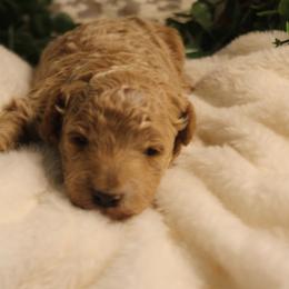 Female 1 - Apricot female Poodle puppy in Mississippi from Ewing Acres