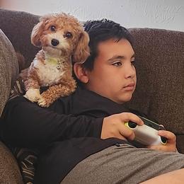 Osito - Poodle