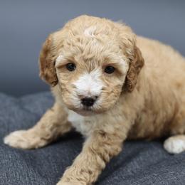 Pink collar - Apricot female Poodle puppy in Edmond, Oklahoma from The Redbud Roost