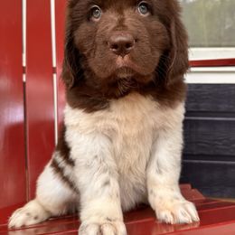 Newfoundland Puppies from Sugar Paws Newfoundlands