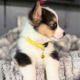 Riggins - Black and tan male American Corgi puppy in Post Falls, Idaho from Splootin’ around Corgi’s