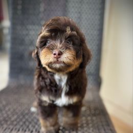 Cinnamon - Brown female Bernedoodle puppy in Danielsville, Georgia from Meg's Doodles and Poodles