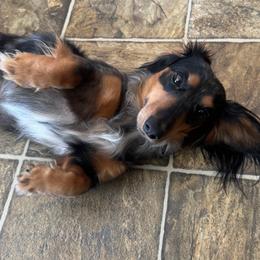 Quincy - Dachshund