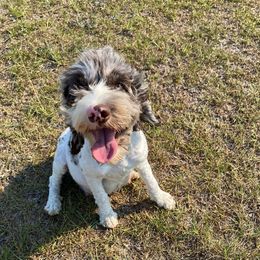 Cali - Cockapoo