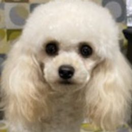 Assorted Doodle Crosses, Bernedoodles, Cavalier King Charles Spaniels, Cavapoos, Chihuahuas, and Poodles from Designer K9's