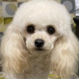Assorted Doodle Crosses, Bernedoodles, Cavalier King Charles Spaniels, Cavapoos, Chihuahuas, and Poodles from Designer K9's