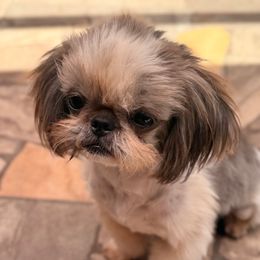 Keera - Shih Tzu