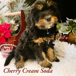 Cherry Cream Soda - Phantom female Bernedoodle puppy in Bountiful, Utah from Abidoodles