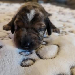 Sham - Black male Dachshund puppy in Celina, Texas from Daisy's Doxies