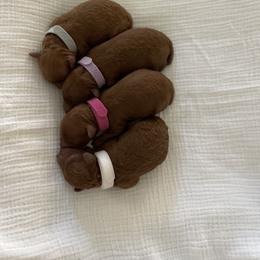 Poodle Puppies from Pups and Paws Toy Poodles