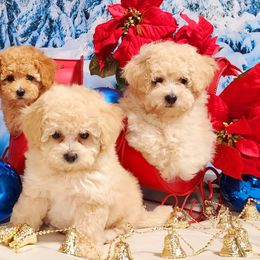Goldendoodles and Poodles from Poodles Perfected