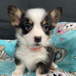 Dopey - Black and tan female Pembroke Welsh Corgi puppy in Barstow, California from Caldwell’s Corgis of Southern California