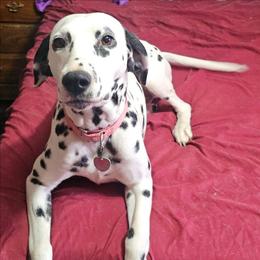Noble - White and black female Dalmatian puppy in Conrath, Wisconsin from JSF Dalmatians LLC
