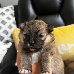 Bear - Tri-colored male Pomeranian puppy in Randleman, North Carolina from Luxurious Poms