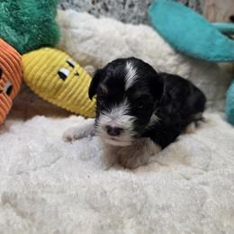 Boy 9 - Black and tan male Havanese puppy in Deer Park, Washington from Mt. Top Havanese