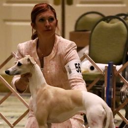 Whippet All Grown Up from Timbreblue Whippets