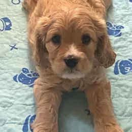 Rudy the red boy - Red male Cavapoo puppy in Mesa, Arizona from Bubble-ishous Cavaliers, Cavapoos and Portadoodles