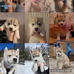 Siberian Husky Puppies from Lunter's Heaven Huskies