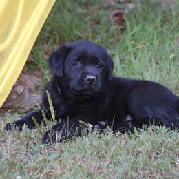 Labrador Retriever Puppies from Prebleridge Acres