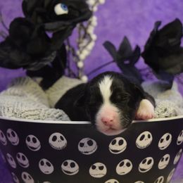 Girl 3 - Miniature American Shepherd puppy from Cedar Moon