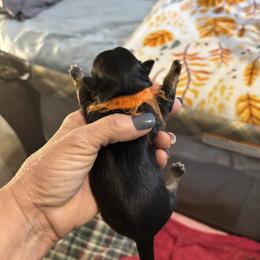 Orange collar - Black and tan male Shih Tzu puppy in Kosciusko, Mississippi from The Dog House LLC