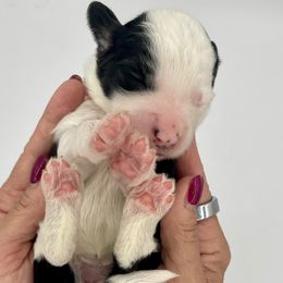 Orange collar female - Sheepadoodle puppy from Luv My Doodle