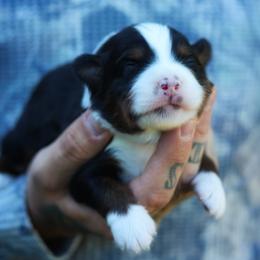 Willie - Black tri male Miniature American Shepherd puppy in Battle Ground, Washington from Casita Miniature American Shepherds