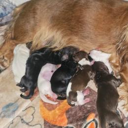 Marilyn and photos comming - Piebald female Dachshund puppy in Austin, Texas from Glorious Minis