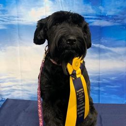 Jazzee - Giant Schnauzer