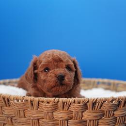 Silk (Red Collar) - Red  male Poodle puppy in Las Vegas, Nevada from Plush Toy Poodle Puppies & Pals
