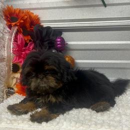 SB Luna - Black and tan female Shih Tzu puppy in Elgin, South Carolina from Silver Bells Paw Prints