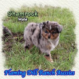Shamrock - Blue merle male Toy Australian Shepherd puppy in Forestburg, Texas from Flaming Dill Ranch Aussies