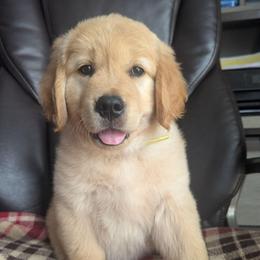 Yellow Boy- Archie - Golden male Golden Retriever puppy in Troy, Texas from R&R Goldens