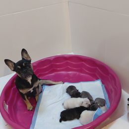 Sandwich - French Bulldog